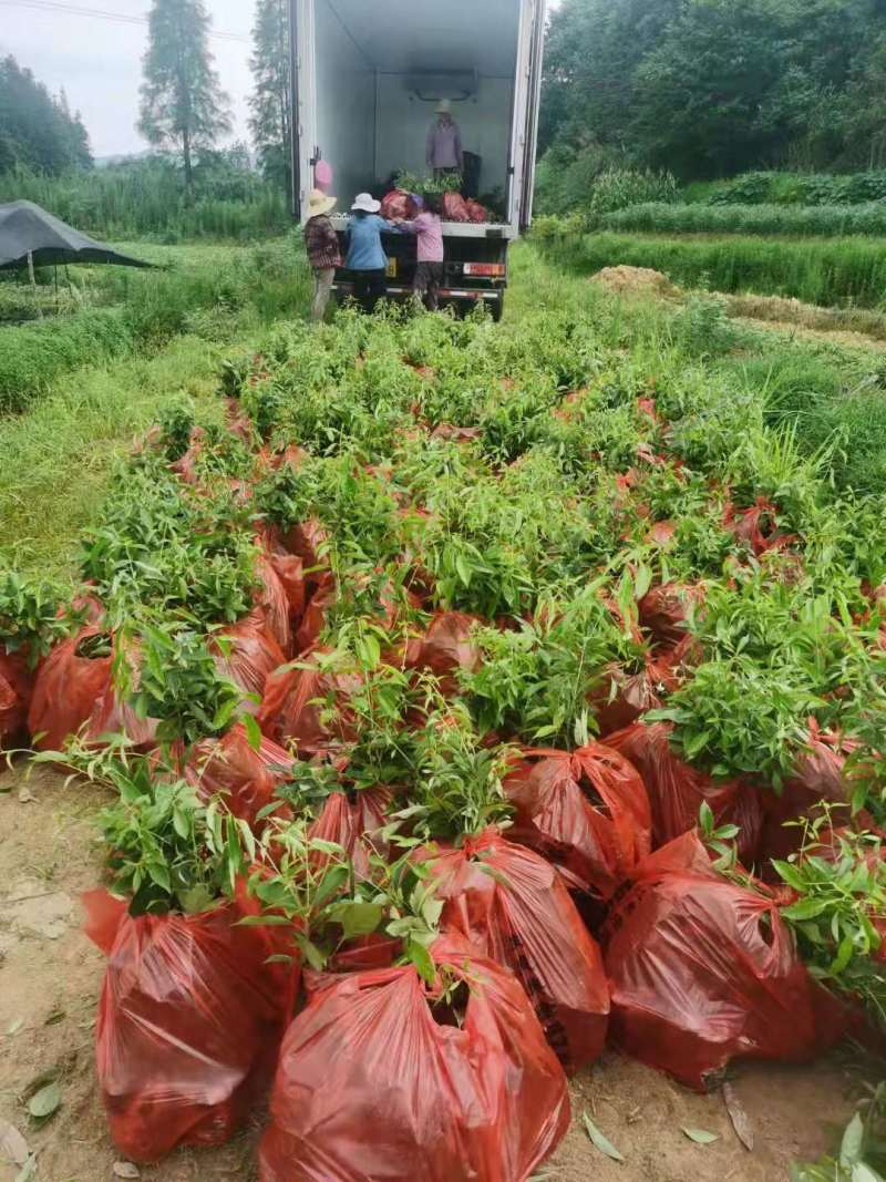 苦槠小苗丛生苦槠苦槠20公分苦槠15公分苦槠35