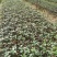 苦槠小苗丛生苦槠苦槠20公分苦槠15公分苦槠35