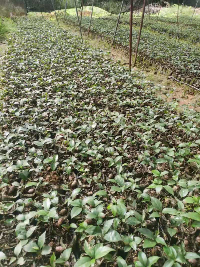 苦槠小苗丛生苦槠苦槠20公分苦槠15公分苦槠35
