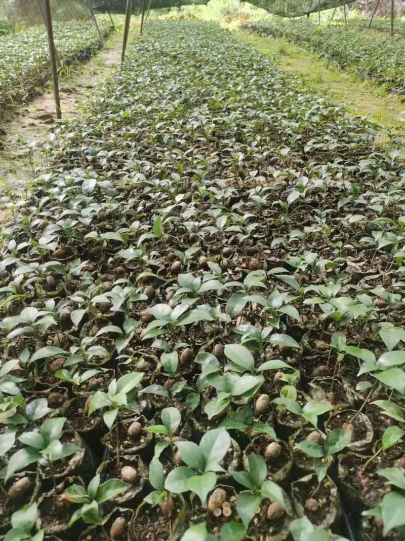 苦槠小苗丛生苦槠苦槠20公分苦槠15公分苦槠35