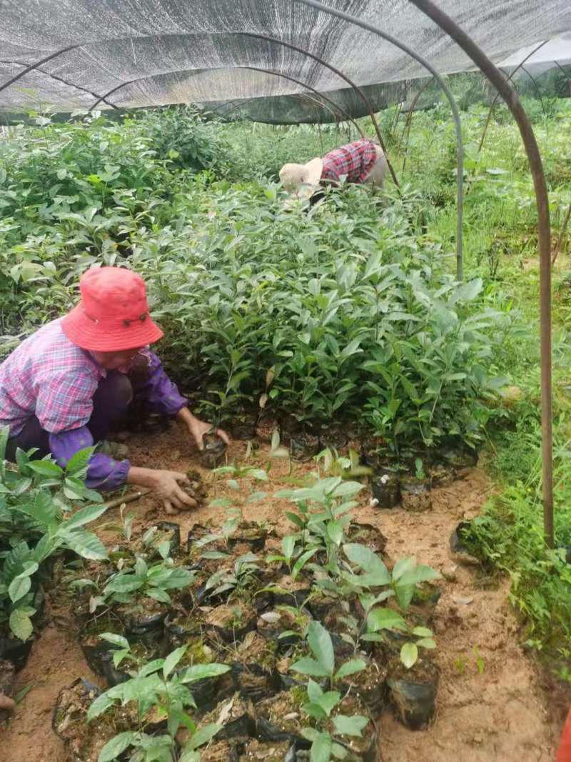 苦槠小苗丛生苦槠苦槠20公分苦槠15公分苦槠35