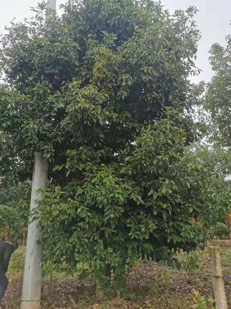 苦槠小苗丛生苦槠苦槠20公分苦槠15公分苦槠35