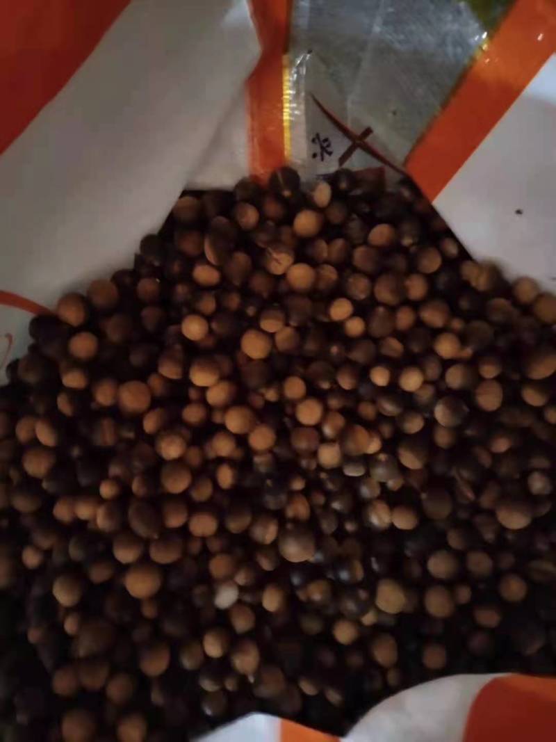 苦槠小苗丛生苦槠苦槠20公分苦槠15公分苦槠35