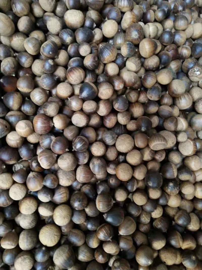 苦槠小苗丛生苦槠苦槠20公分苦槠15公分苦槠35