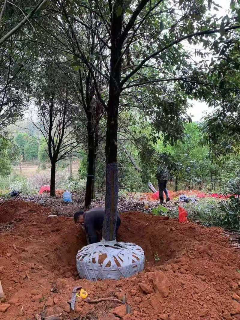 苦槠小苗丛生苦槠苦槠20公分苦槠15公分苦槠35