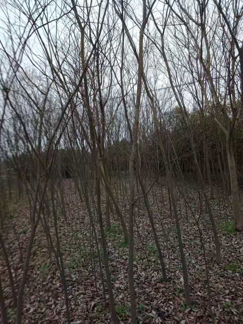 红榉小苗榉树3公分榉树5公分红榉10公分红榉20