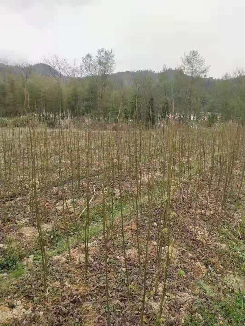 青钱柳小苗摇钱树青钱李青钱柳2公分青钱柳5公分