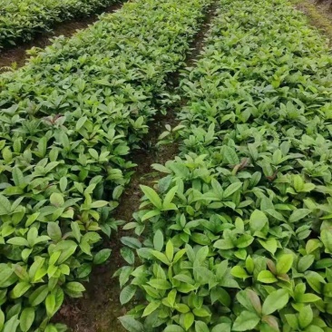 桂花小苗桂花3公分桂花5公分桂花12公分桂花22