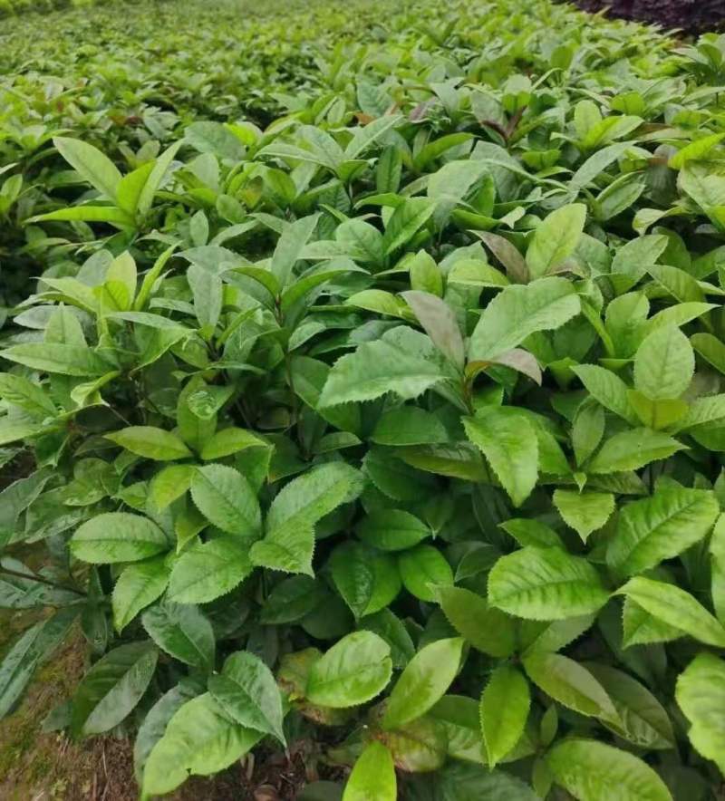 桂花小苗桂花3公分桂花5公分桂花12公分桂花22