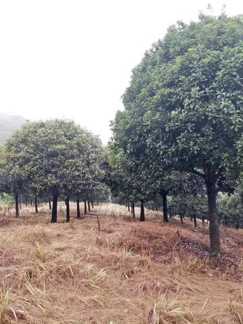 桂花小苗桂花3公分桂花5公分桂花12公分桂花22