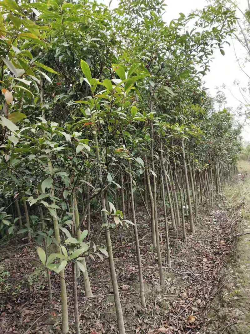 桂花小苗桂花3公分桂花5公分桂花12公分桂花22