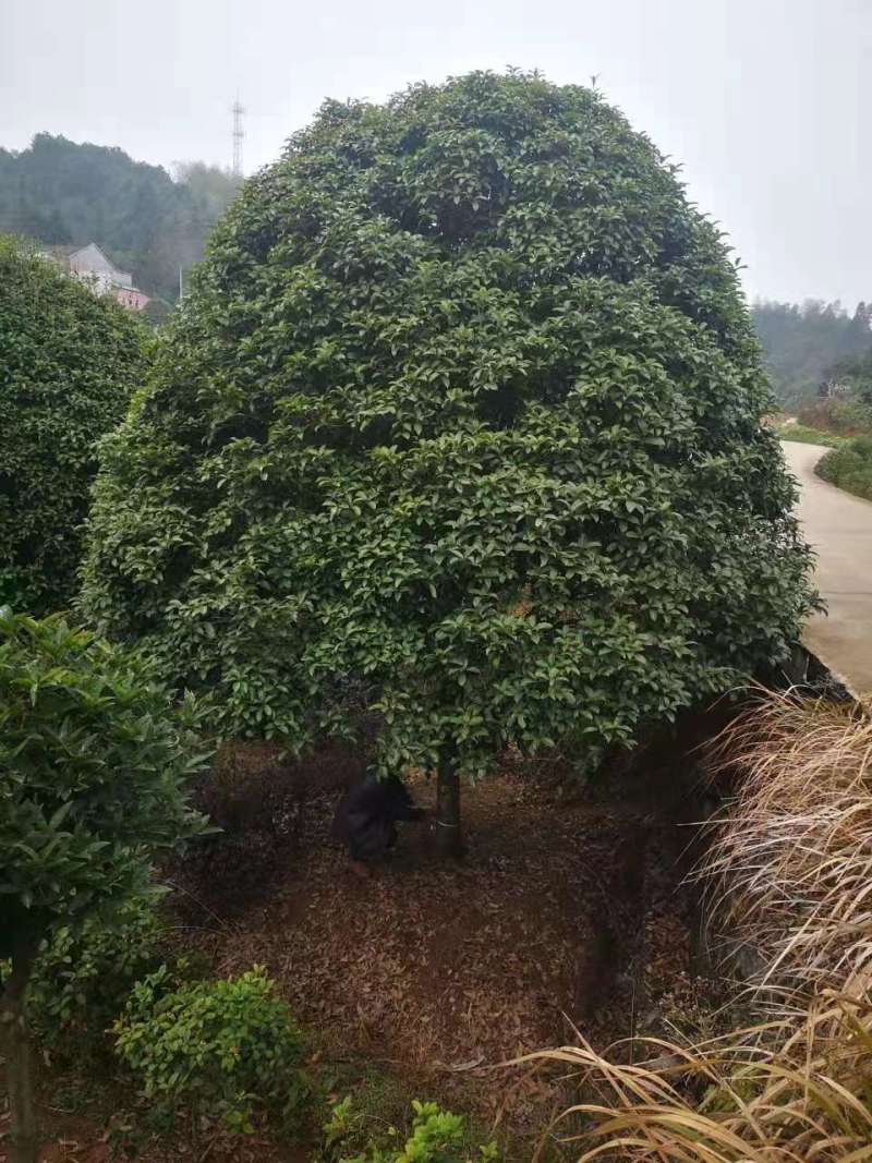 桂花小苗桂花3公分桂花5公分桂花12公分桂花22