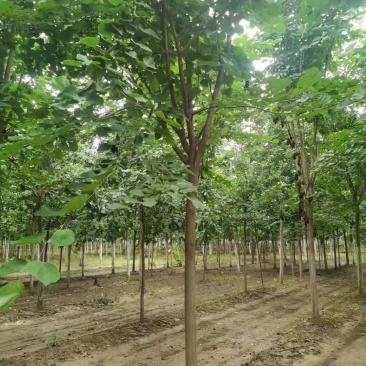 紫荆小苗丛生紫荆紫荆10公分多杆紫荆种子