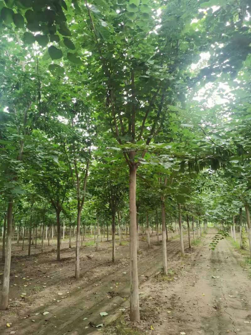 紫荆小苗丛生紫荆紫荆10公分多杆紫荆种子