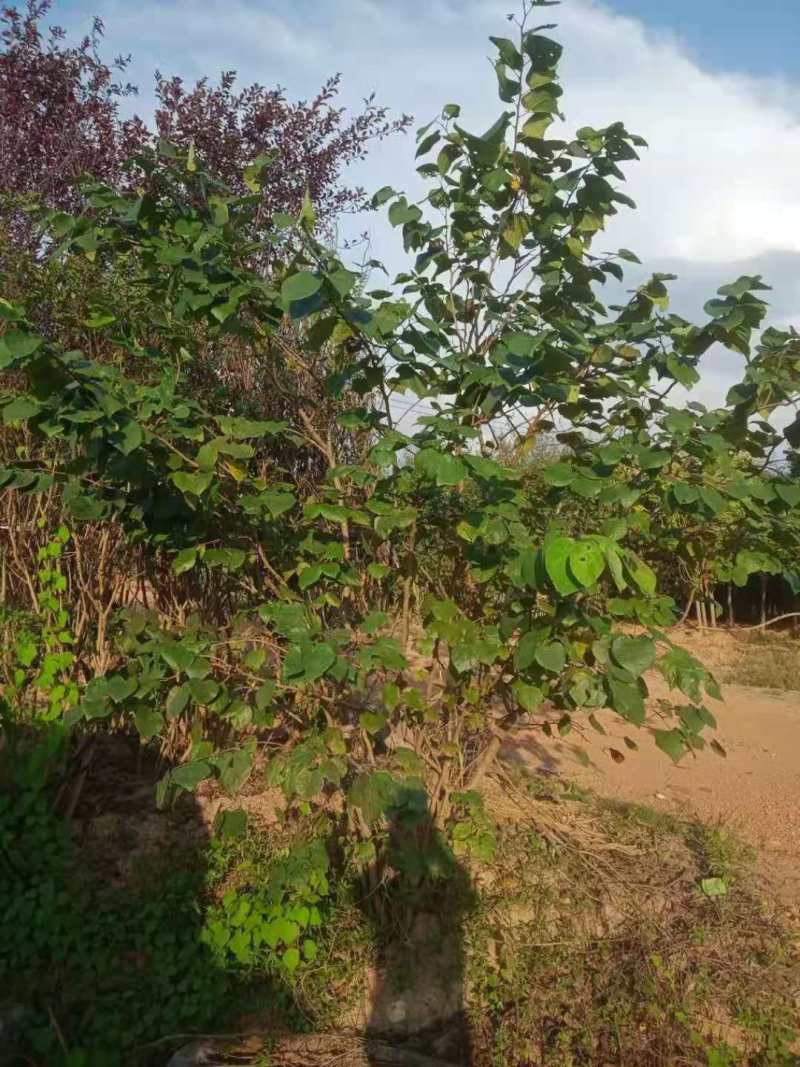 紫荆小苗丛生紫荆紫荆10公分多杆紫荆种子