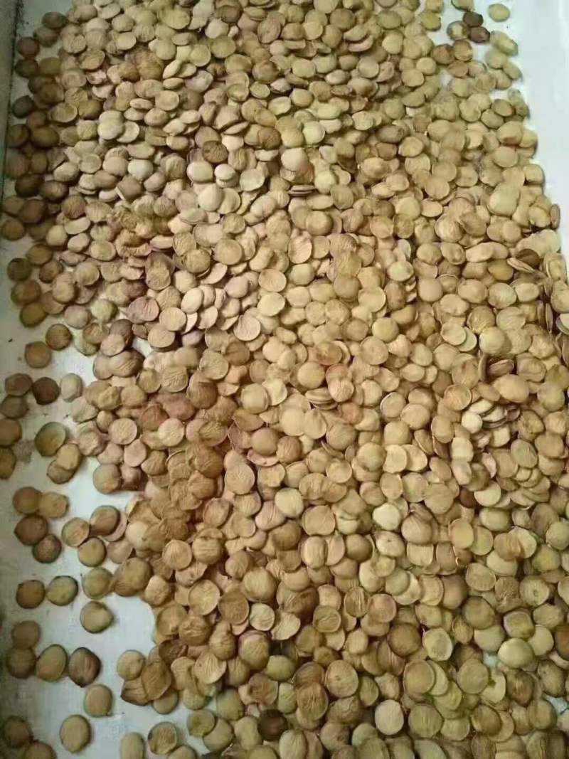 紫荆小苗丛生紫荆紫荆10公分多杆紫荆种子