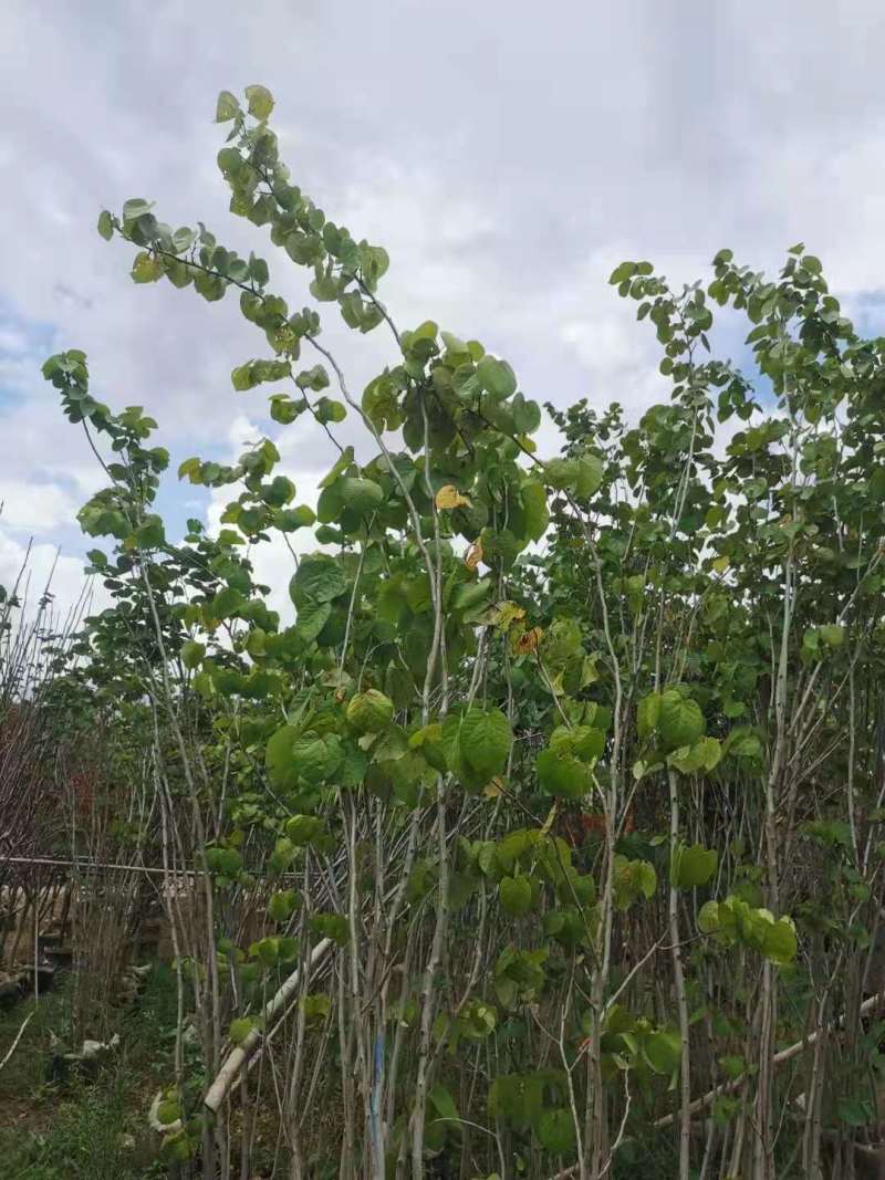 紫荆小苗丛生紫荆紫荆10公分多杆紫荆种子