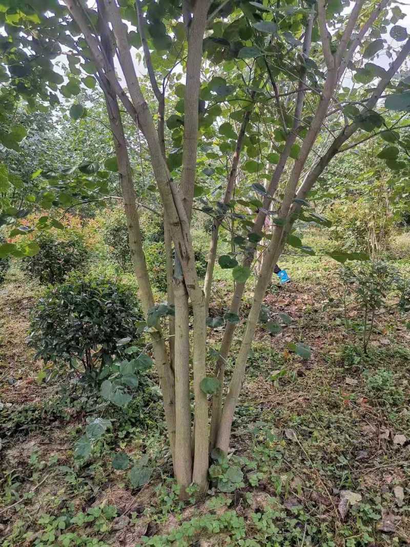 紫荆小苗丛生紫荆紫荆10公分多杆紫荆种子