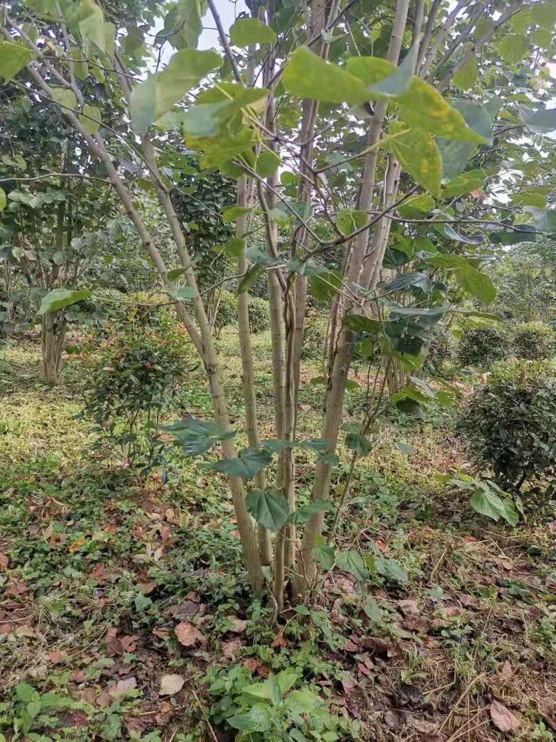 紫荆小苗丛生紫荆紫荆10公分多杆紫荆种子