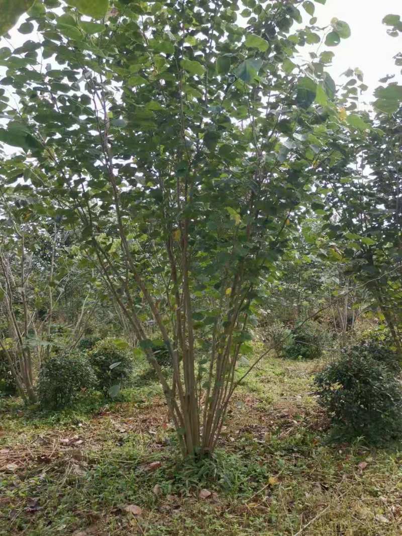 紫荆小苗丛生紫荆紫荆10公分多杆紫荆种子