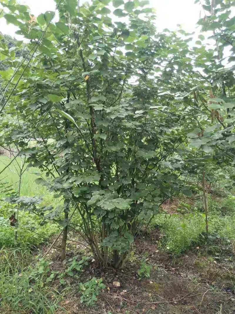 紫荆小苗丛生紫荆紫荆10公分多杆紫荆种子