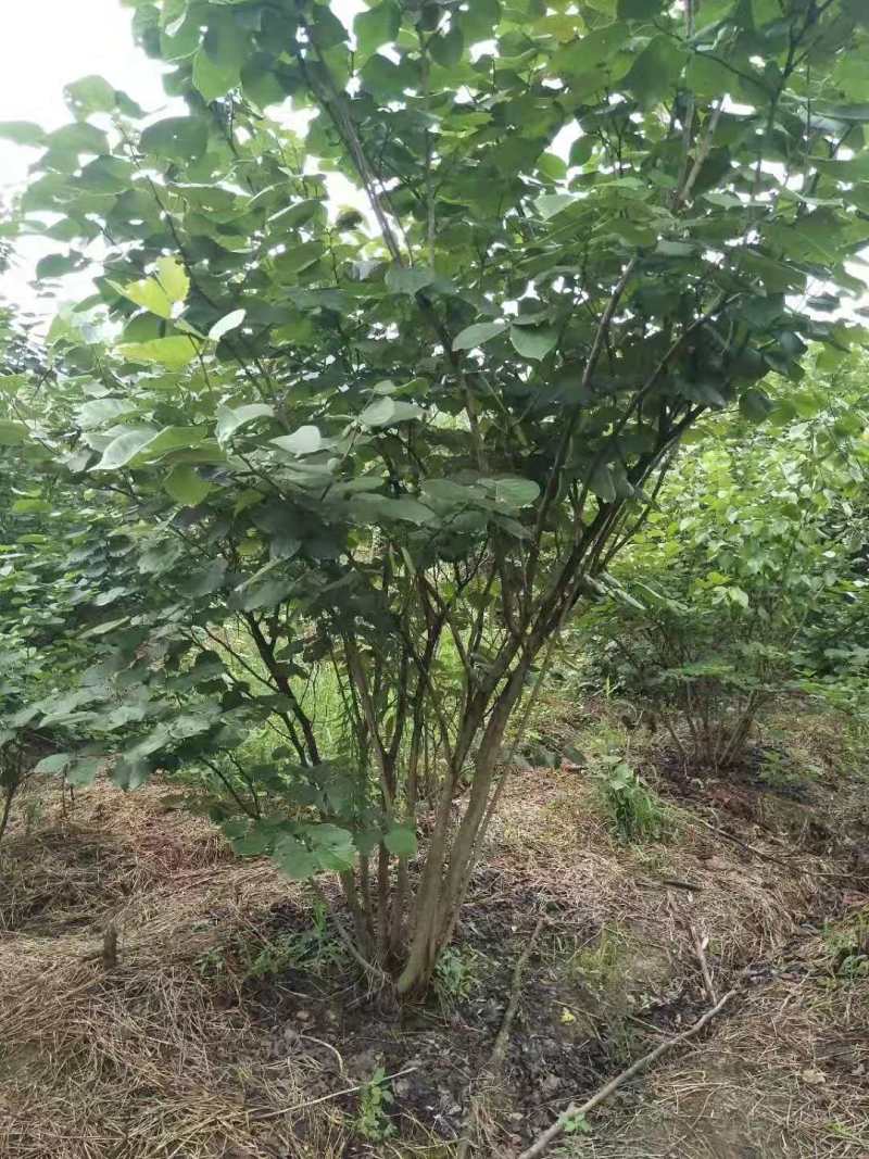 紫荆小苗丛生紫荆紫荆10公分多杆紫荆种子
