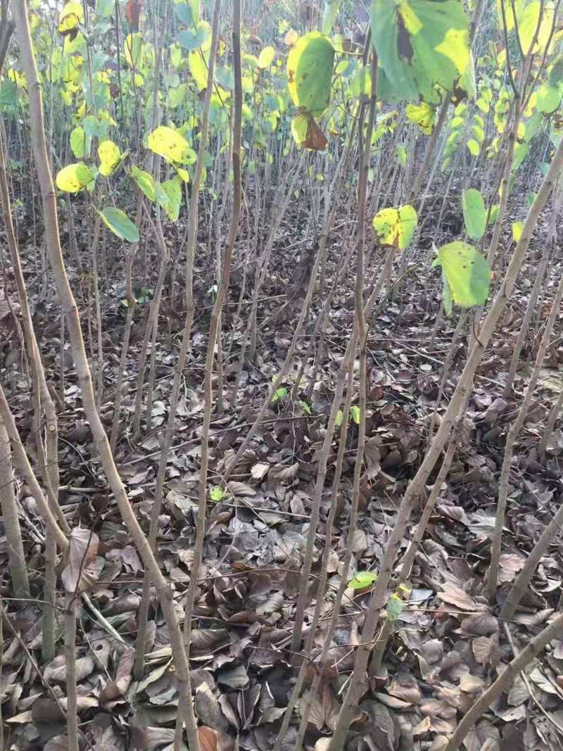 紫荆小苗丛生紫荆紫荆10公分多杆紫荆种子