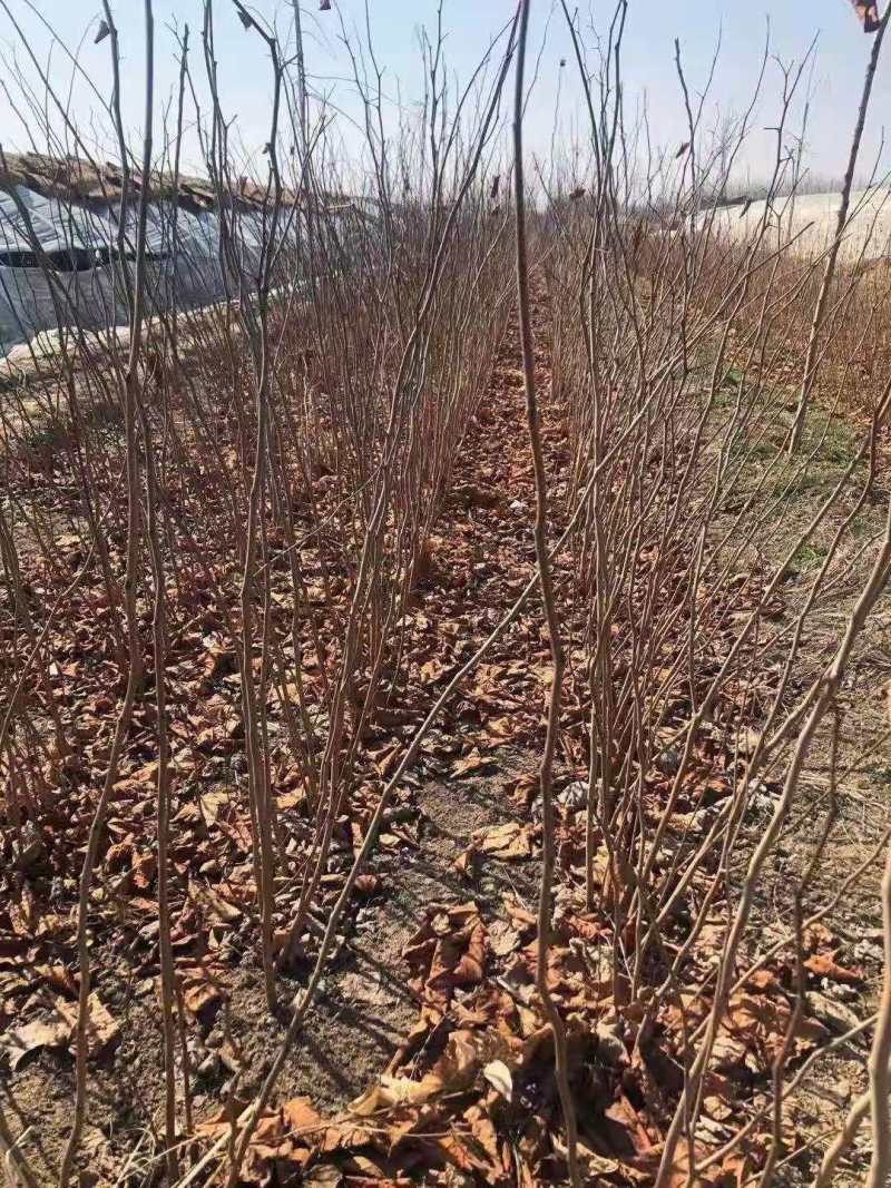 紫荆小苗丛生紫荆紫荆10公分多杆紫荆种子