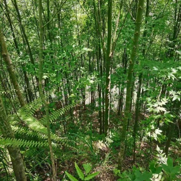 青枫小苗青枫3公分青枫5公分青枫8公分青枫20公