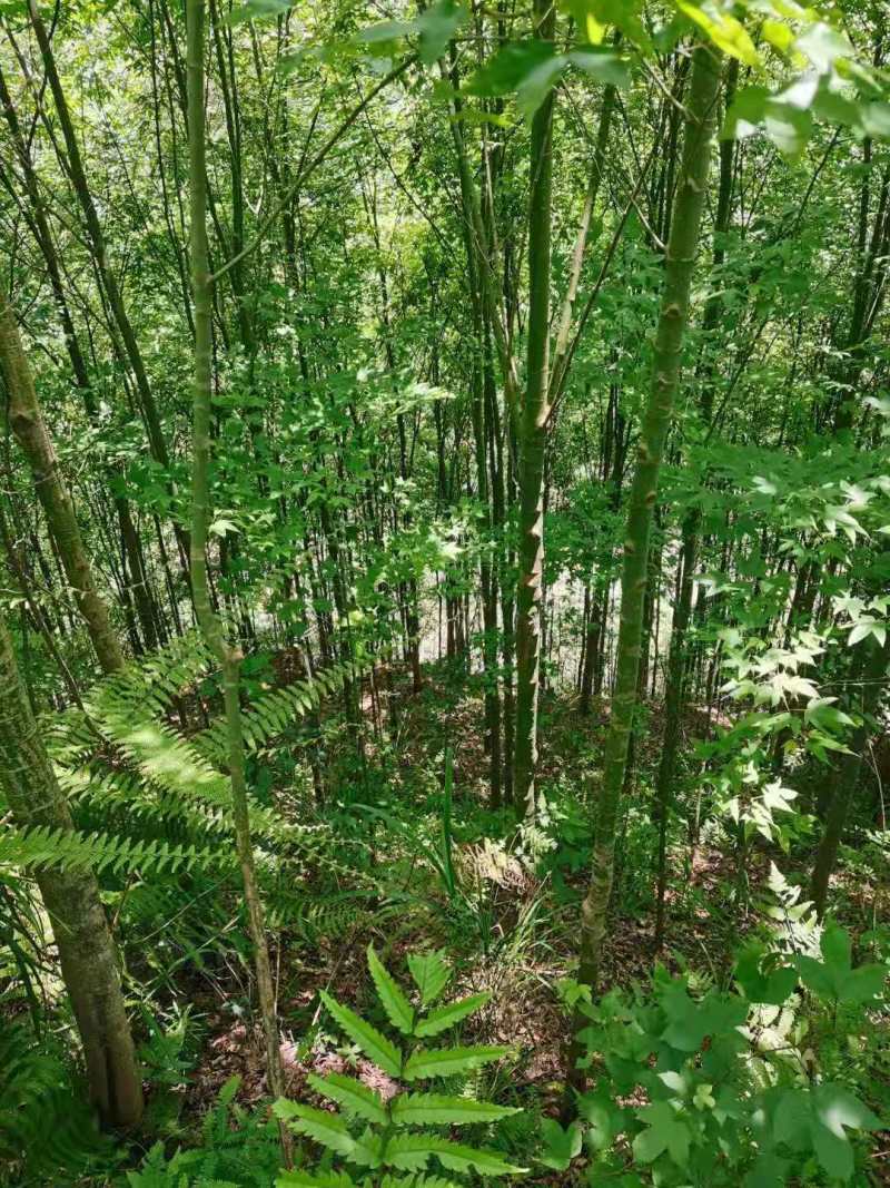 青枫小苗青枫3公分青枫5公分青枫8公分青枫20公