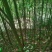 青枫小苗青枫3公分青枫5公分青枫8公分青枫20公