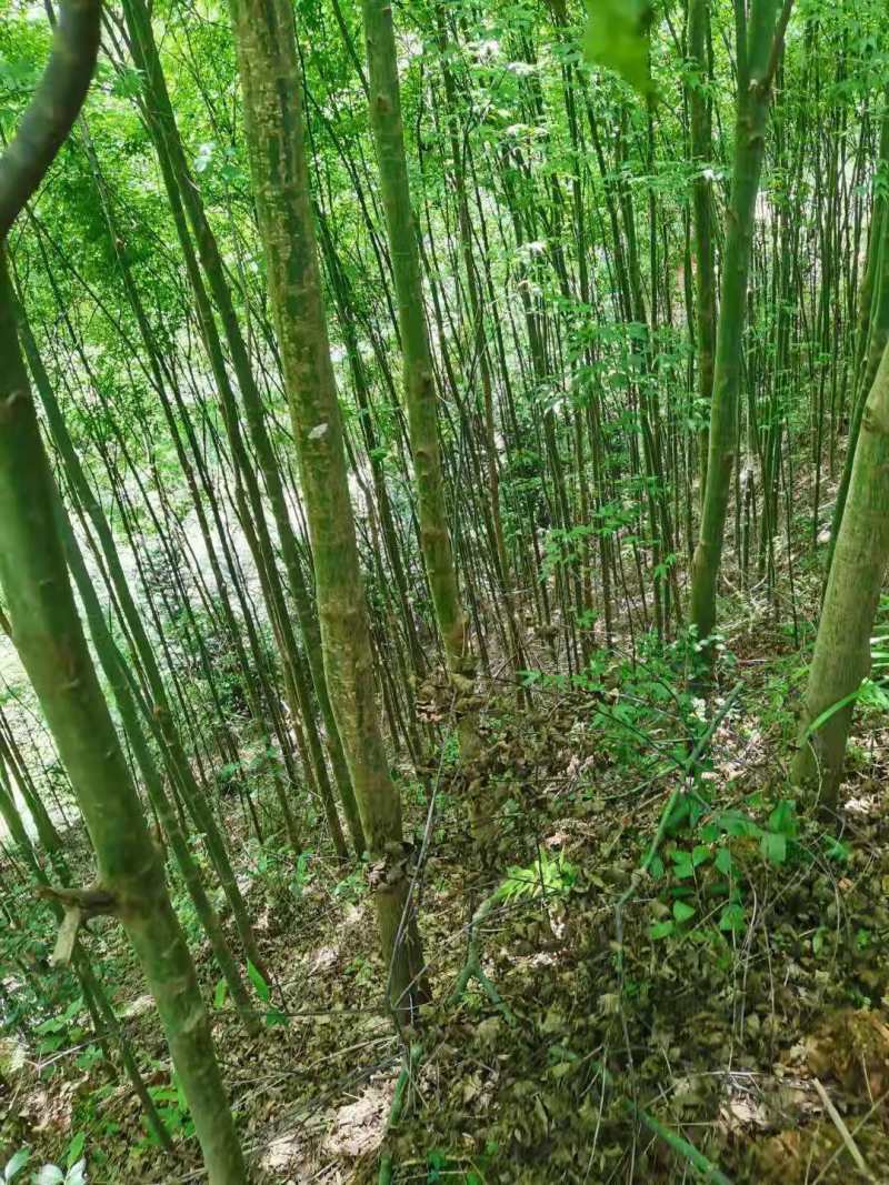 青枫小苗青枫3公分青枫5公分青枫8公分青枫20公