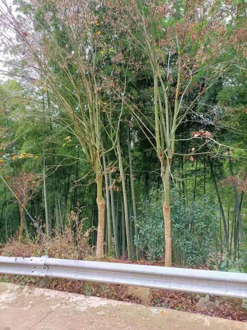青枫小苗青枫3公分青枫5公分青枫8公分青枫20公