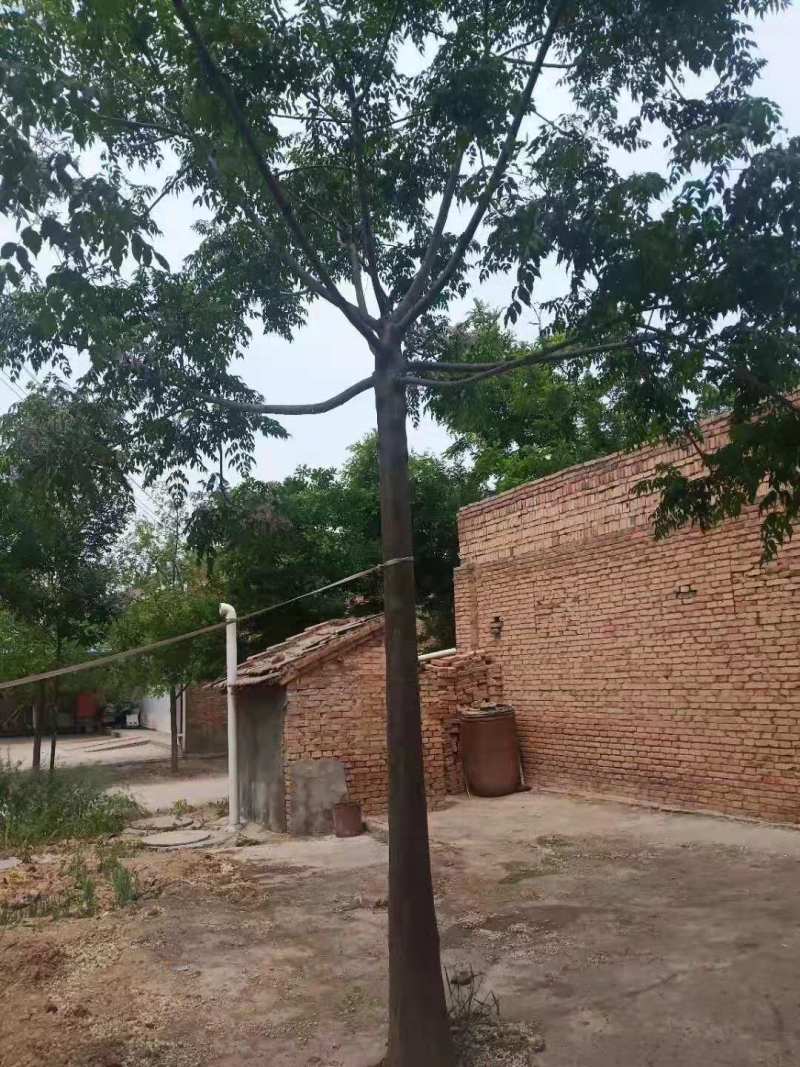 苦楝小苗苦楝5公分苦楝10公分苦楝15公分苦练35