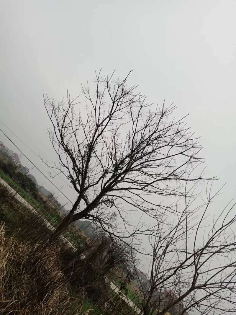 苦楝小苗苦楝5公分苦楝10公分苦楝15公分苦练35
