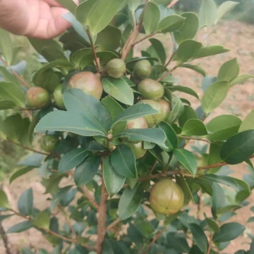 油茶小苗白花油茶6公分红花油茶10公分油茶种子