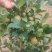 油茶小苗白花油茶6公分红花油茶10公分油茶种子