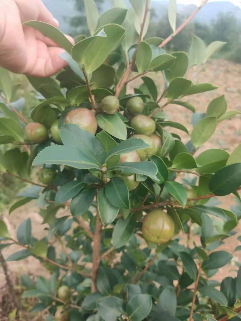 油茶小苗白花油茶6公分红花油茶10公分油茶种子