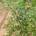 油茶小苗白花油茶6公分红花油茶10公分油茶种子