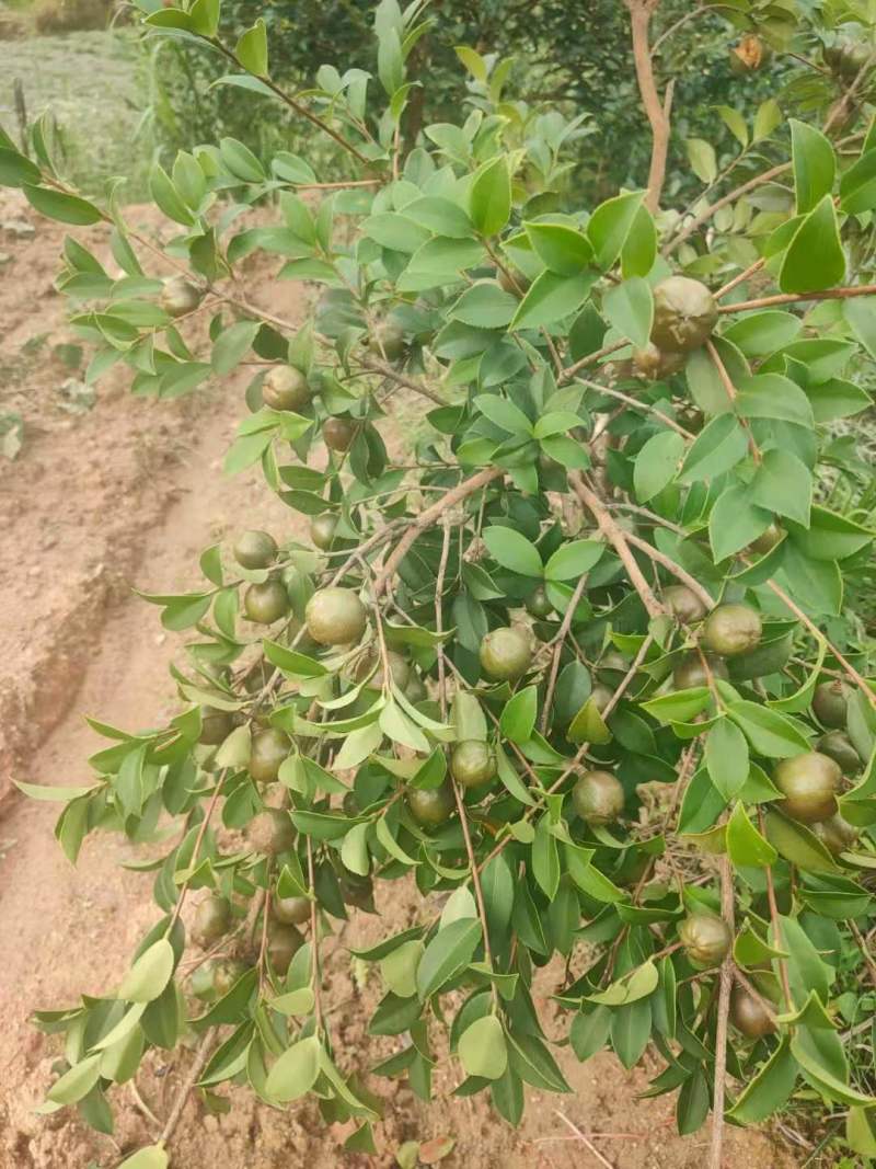 油茶小苗白花油茶6公分红花油茶10公分油茶种子