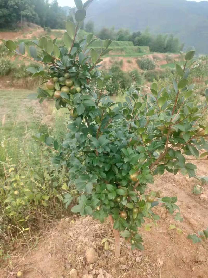 油茶小苗白花油茶6公分红花油茶10公分油茶种子