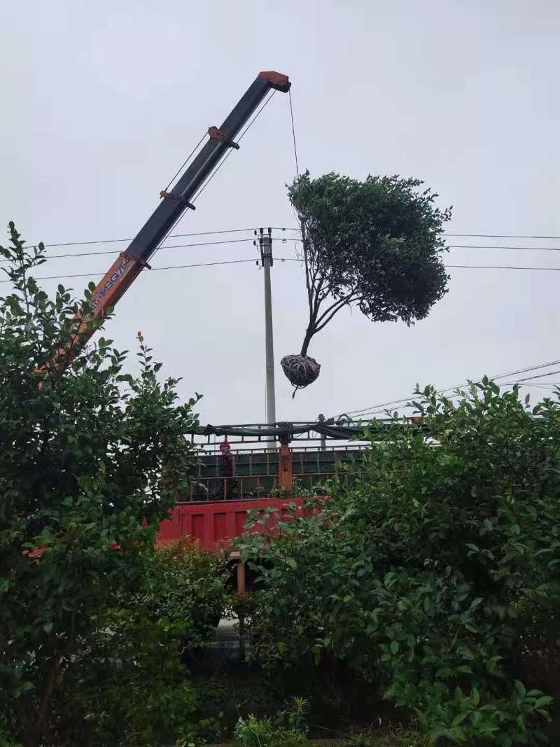 油茶小苗白花油茶6公分红花油茶10公分油茶种子