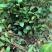 油茶小苗白花油茶6公分红花油茶10公分油茶种子