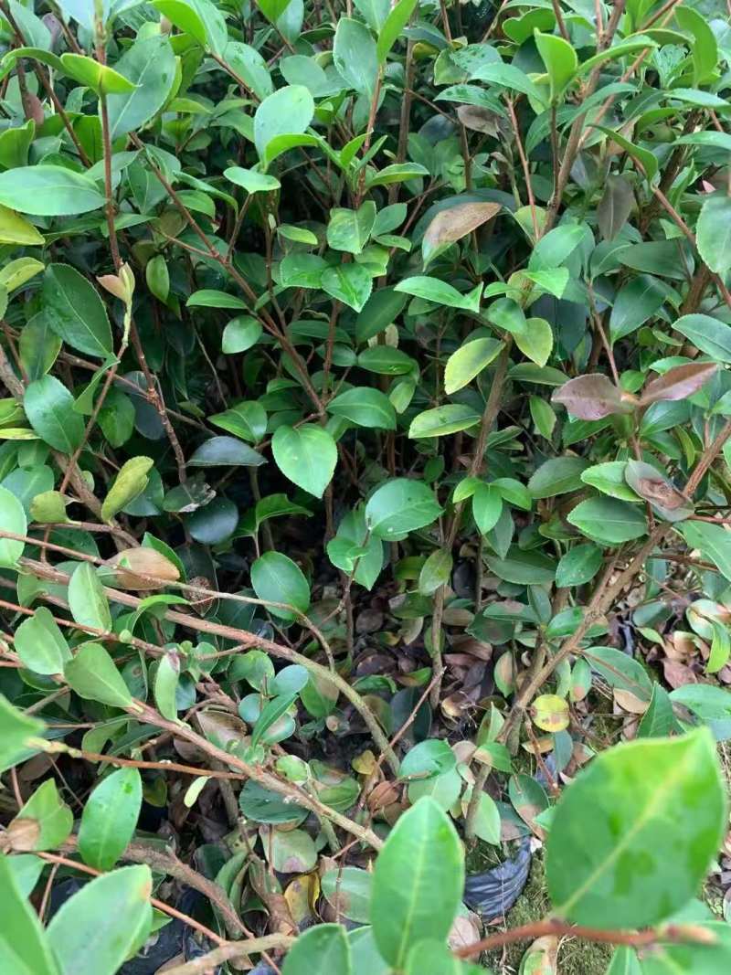 油茶小苗白花油茶6公分红花油茶10公分油茶种子