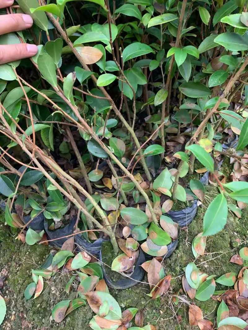 油茶小苗白花油茶6公分红花油茶10公分油茶种子