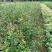 油茶小苗白花油茶6公分红花油茶10公分油茶种子