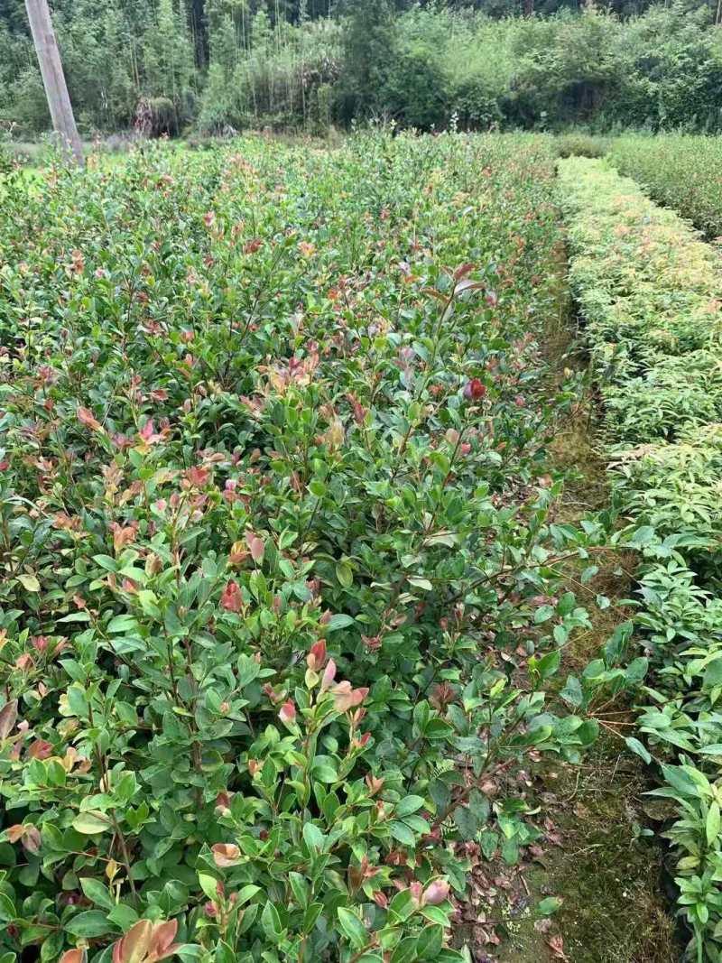 油茶小苗白花油茶6公分红花油茶10公分油茶种子