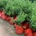 油茶小苗白花油茶6公分红花油茶10公分油茶种子
