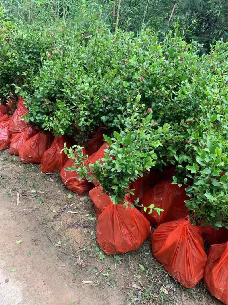 油茶小苗白花油茶6公分红花油茶10公分油茶种子