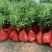 油茶小苗白花油茶6公分红花油茶10公分油茶种子